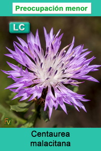 Centaurea malacitana