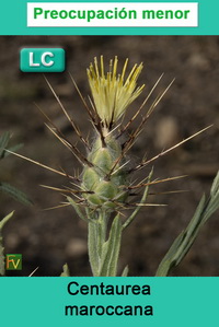 Centaurea maroccana