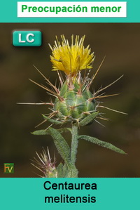 Centaurea melitensis