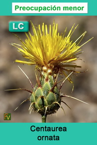 Centaurea ornata