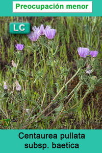 Centaurea pullata baetica