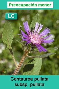 Centaurea pullata pullata