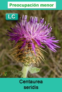 Centaurea seridis