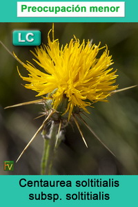 Centaurea soltitialis soltitialis