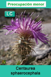 Centaurea sphaerocephala