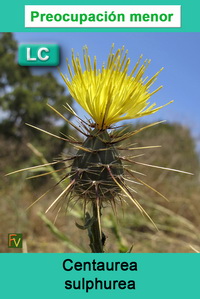 Centaurea sulphurea