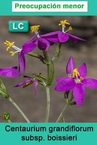 Centaurium grandiflorum boissieri