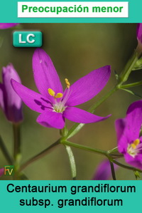 Centaurium grandiflorum grandiflorum