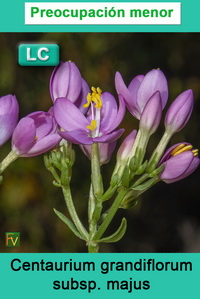 Centaurium grandiflorum majus