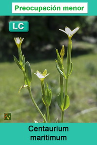 Centaurium maritimum