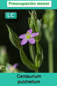 Centaurium pulchellum