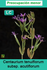 Centaurium tenuiflorum acutiflorum