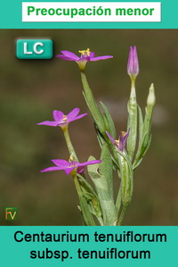 Centaurium tenuiflorum tenuiflorum