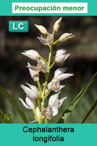 Cephalanthera longifolia