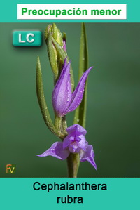 Cephalanthera rubra