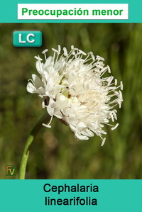 Cephalaria linearifolia