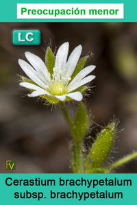 Cerastium brachypetalum brachypetalum