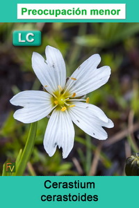 Cerastium cerastoides