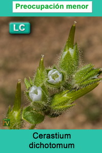 Cerastium dichotomum