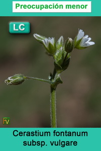 Cerastium fontanum vulgare