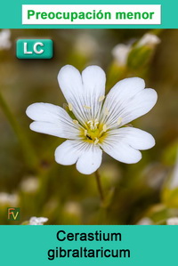 Cerastium gibraltaricum