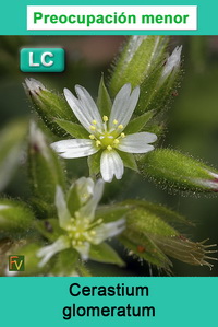 Cerastium glomeratum