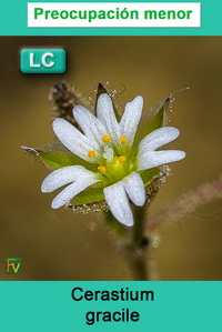 Cerastium gracile