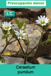 Cerastium pumilum