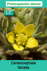 Ceratocephala falcata