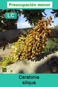 Ceratonia siliqua