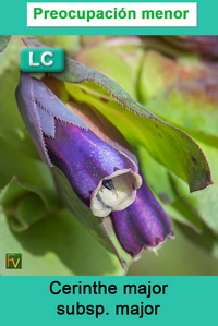 Cerinthe major