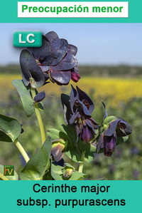 Cerinthe major purpurascens