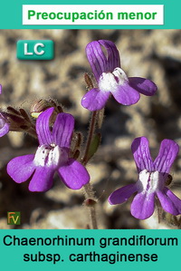 Chaenorhinum grandiflorum carthaginense