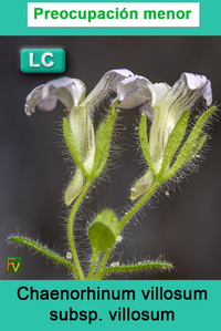 Chaenorhinum villosum villosum