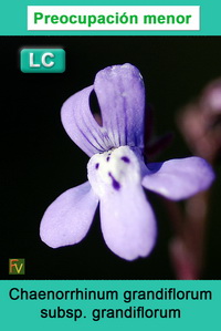 Chaenorrhinum grandiflorum grandiflorum