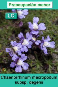 Chaenorrhinum macropodum degenii