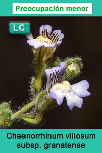 Chaenorrhinum villosum granatense