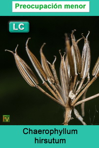 Chaerophyllum hirsutum