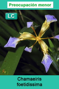 Chamaeiris foetidissima
