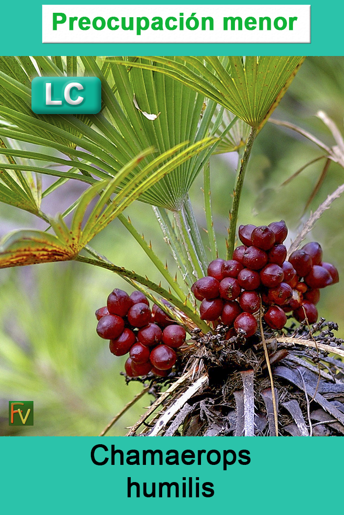 Chamaerops humilis