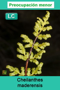 Cheilanthes maderensis