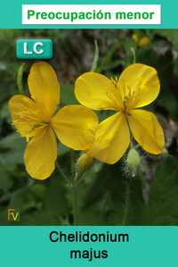 Chelidonium majus