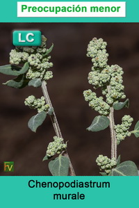 Chenopodiastrum murale