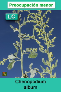 Chenopodium album