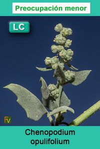 Chenopodium opulifolium