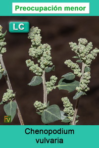 Chenopodium vulvaria