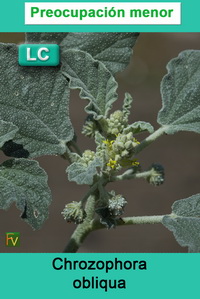 Chrozophora obliqua