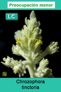 Chrozophora tinctoria