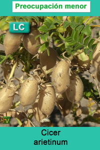 Cicer arietinum