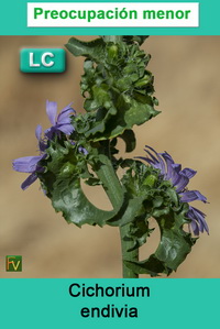 Cichorium endivia